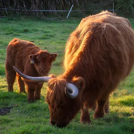 Bed & Breakfast Glendine Wexford 4*