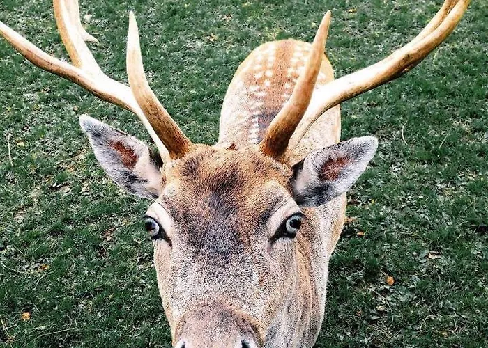 Bed & Breakfast Glendine Wexford