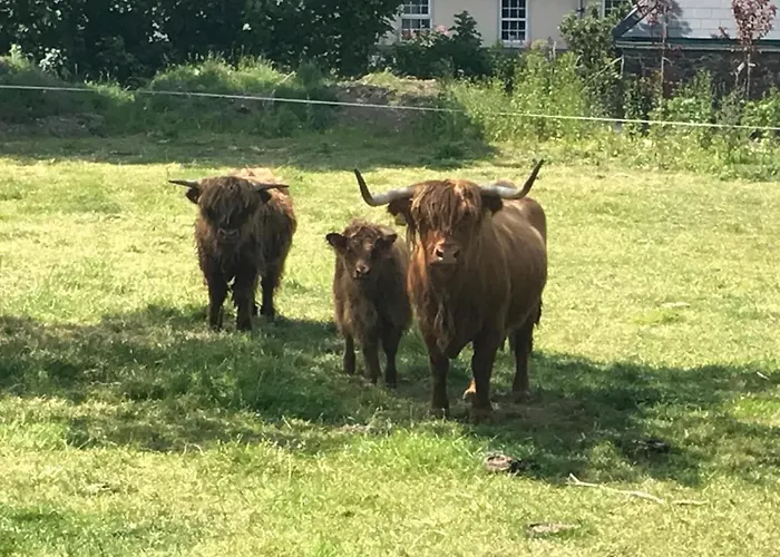 Glendine Wexford Arthurstown