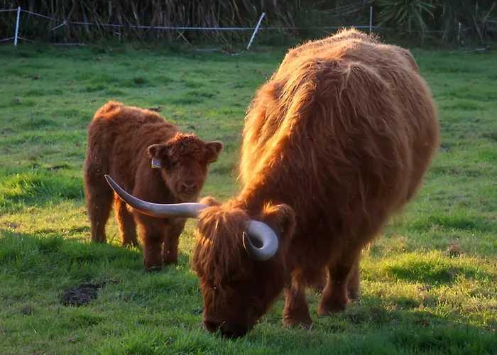 Frühstückspension Glendine Wexford 4*